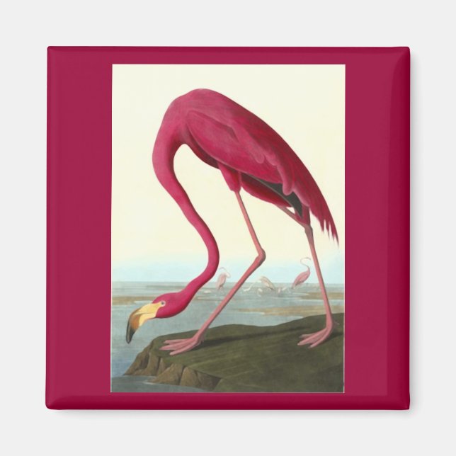 Imán Flamingo americano, John James Audubon (Frente)
