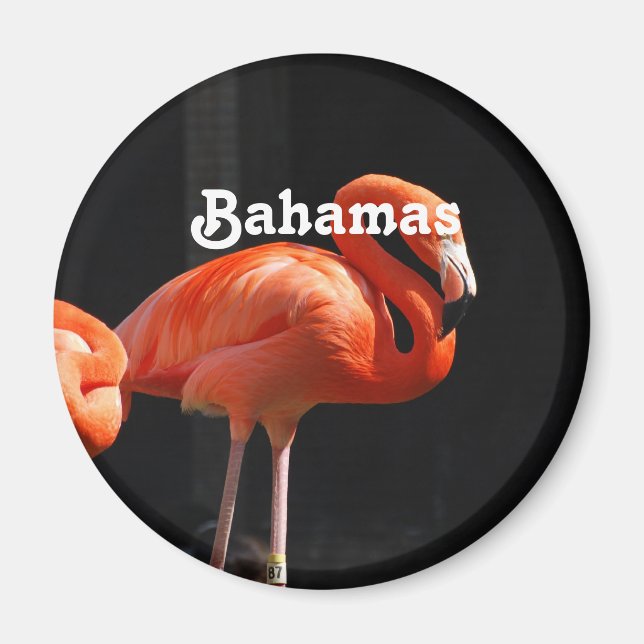 Imán Flamingo bahameño (Frente)