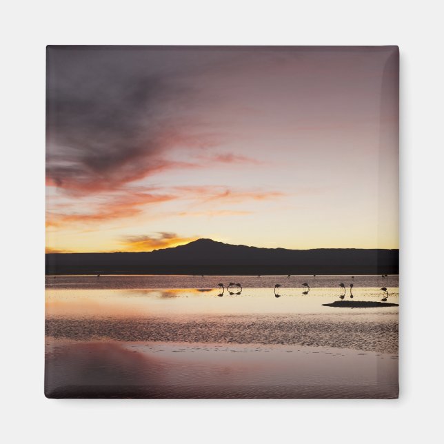 Imán Flamingo de Chile (Frente)