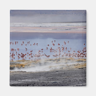 Imán Flamingo de James, Phoenicoparrus jamesi