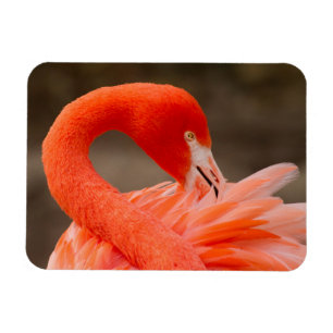 Imán Flamingo del Caribe