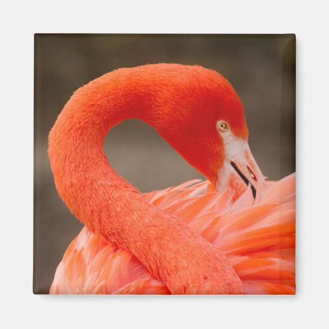 Imán Flamingo del Caribe (Frente)