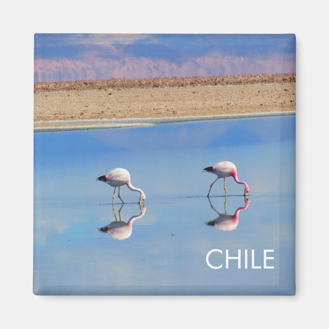 Imán Flamingo, Desierto de Atacama, Chile Magnet (Frente)
