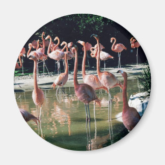Imán Flamingo Magnet