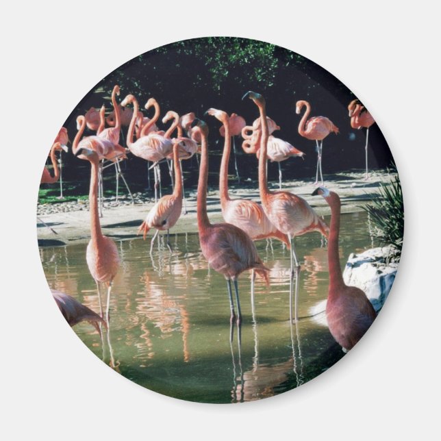 Imán Flamingo Magnet (Frente)