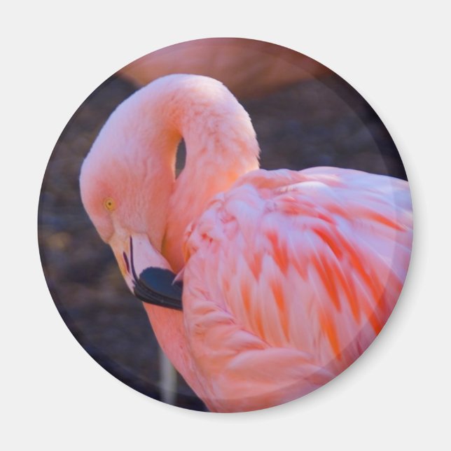 Imán Flamingo Magnet (Frente)