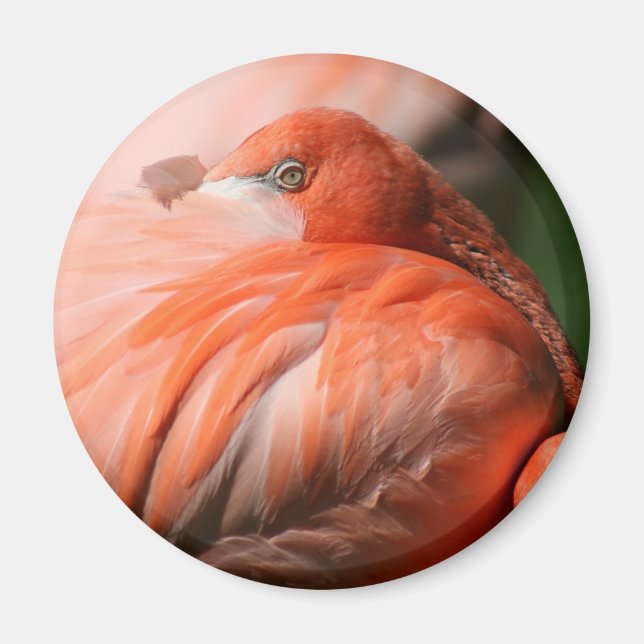 Imán Flamingo Magnet (Frente)