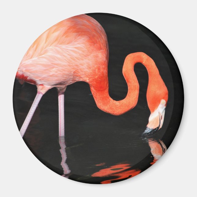 Imán Flamingo Magnet (Frente)