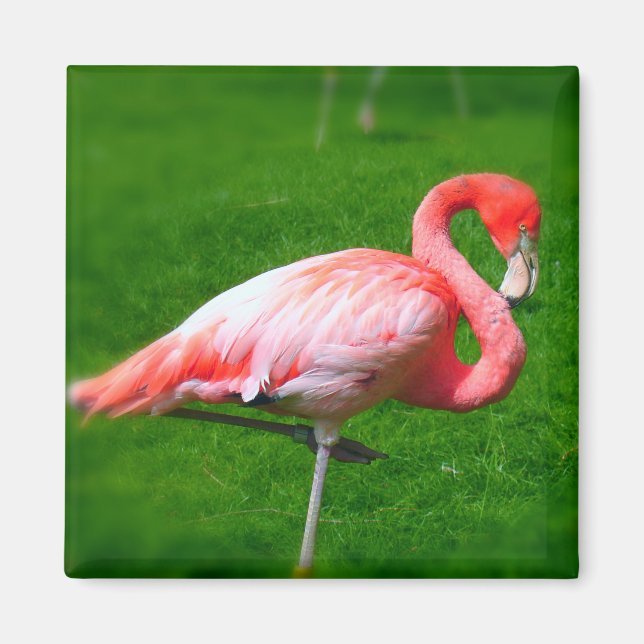 Imán Flamingo rosa (Frente)