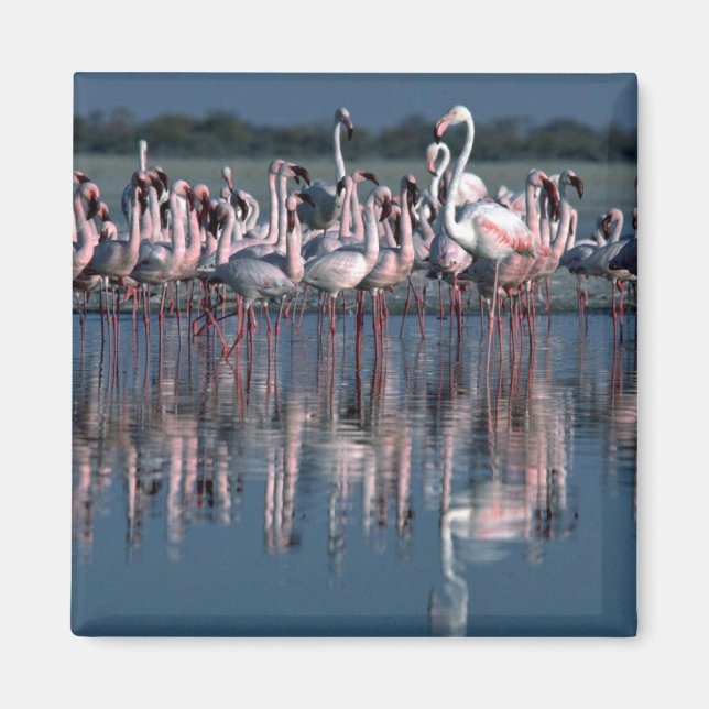 Imán Flamingos (Frente)