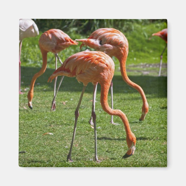 Imán Flamingos (Frente)