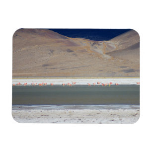 Imán Flamingos en Salar del Huasco, Chile