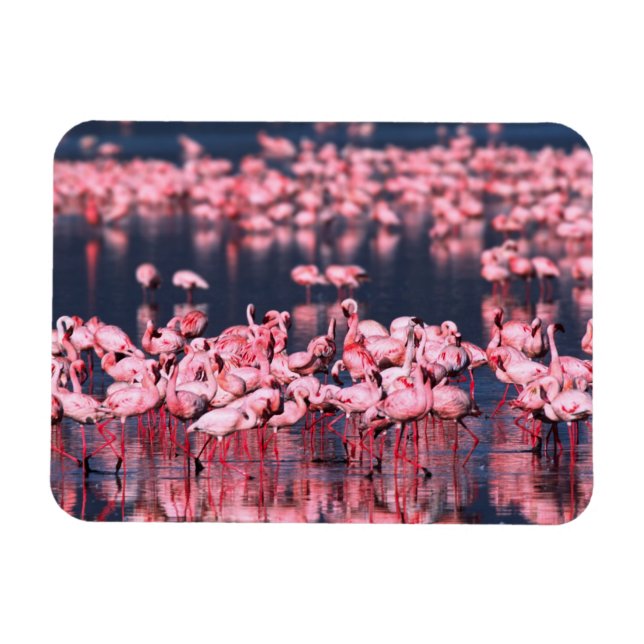 Imán Flamingos menores (Phoeniconaias minor), África, (Horizontal)