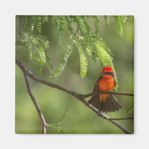 Imán Flashy VermilliFlycatcher