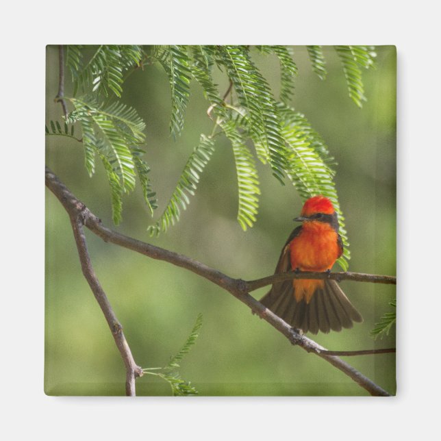 Imán Flashy VermilliFlycatcher (Frente)