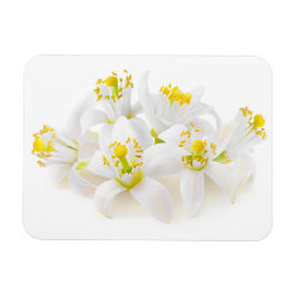 Imán Fleur d'oranger