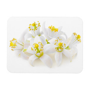 Imán Fleur d'oranger
