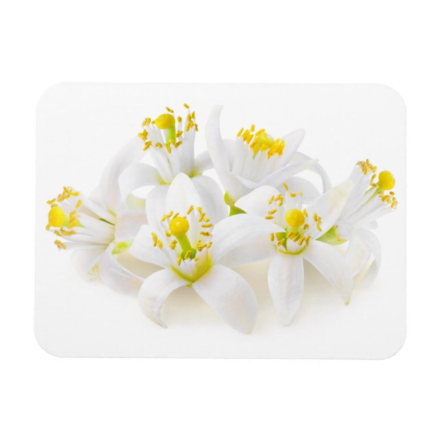 Imán Fleur d'oranger (Horizontal)