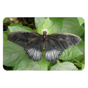 Imán Flexi de Mariposa y Flores Tropicales bonito