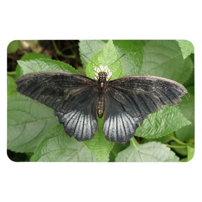 Imán Flexi de Mariposa y Flores Tropicales bonito (Horizontal)