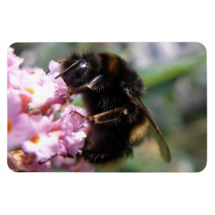 Imán Flexi Magnet, un bullicioso abejorro y flor rosa