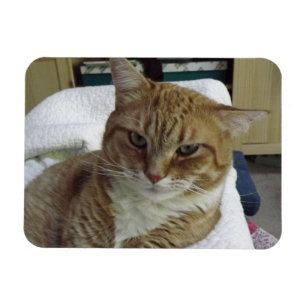 Imán flexible anaranjado del gato de Tabby
