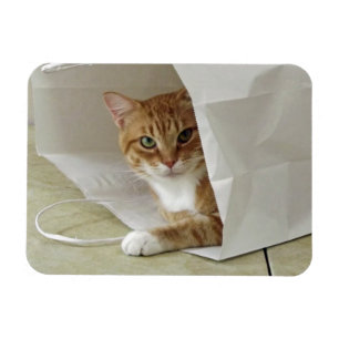 Imán flexible anaranjado del gato de Tabby
