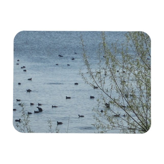 Imán flexible de aves del lago (Horizontal)