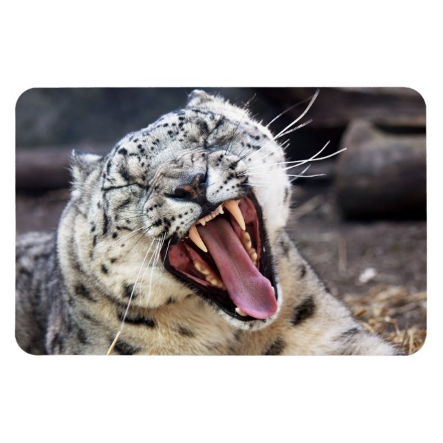 Imán flexible de bostezo de leopardo de la nieve (Horizontal)