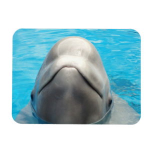 Imán flexible de la ballena presumida de la belug
