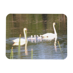 Imán flexible de la familia de cisne blanca