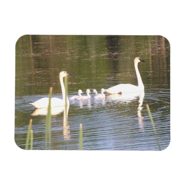 Imán flexible de la familia de cisne blanca (Horizontal)