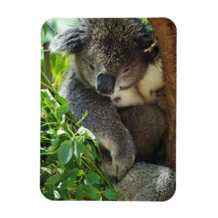 Imán flexible de la koala casual