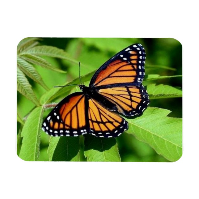 Imán flexible de mariposa (Horizontal)