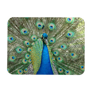 Imán flexible de pavo real