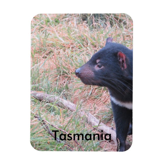 Imán flexible del demonio de Tasmania (Vertical)