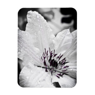 Imán flexible - flor blanca del Clematis