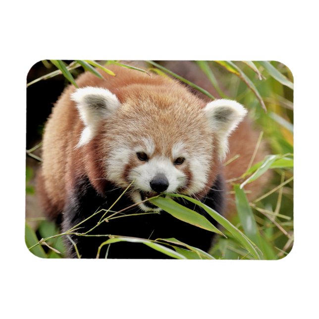 Imán flexible Foto panda roja , animales 0261. (Horizontal)