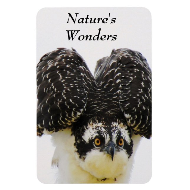 Imán Flexible Ojos de Águila Pescadora (Vertical)