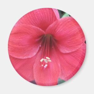 Imán Flor