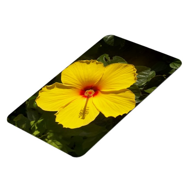 Imán Flor amarilla hibiscus (Lado Izquierdo)