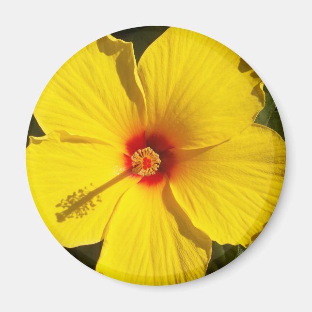 Imán Flor amarilla hibiscus (Frente)