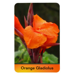 Imán Flor anaranjada de Canna