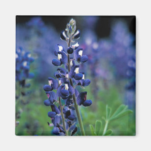 Imán Flor azul azul de Texas Floral