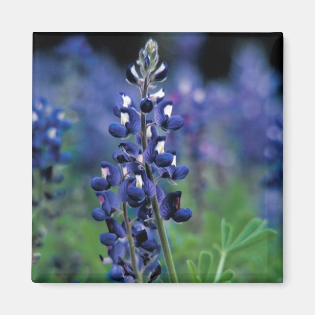 Imán Flor azul azul de Texas Floral (Frente)