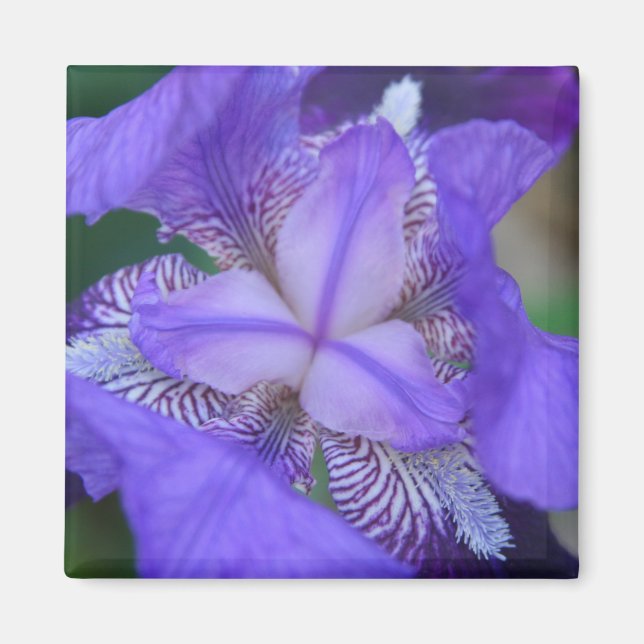 Imán Flor azul morada de iris (Frente)