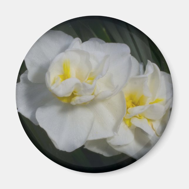 Imán Flor blanca (Frente)