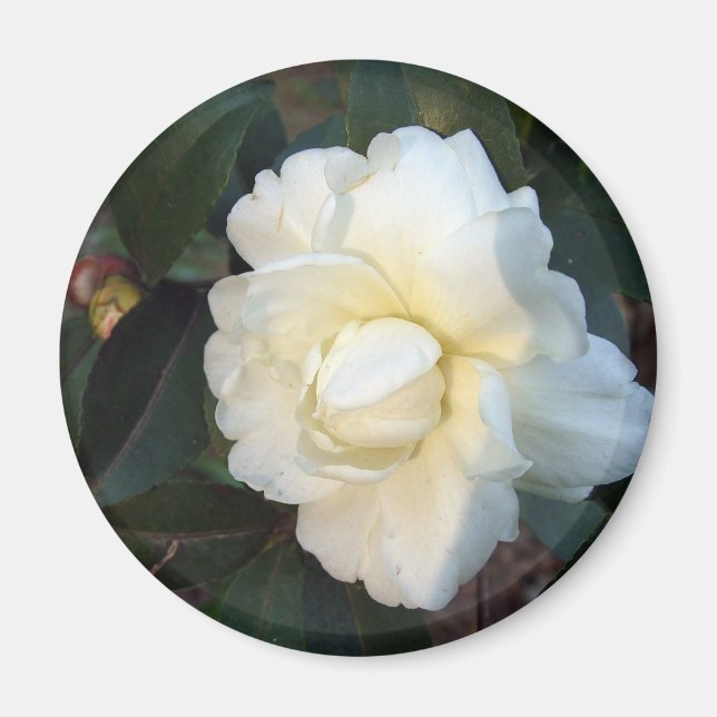 Imán flor blanca de camellia (Frente)