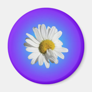 Imán Flor Blanca de Margarita Floral Gradiente Azul Púr
