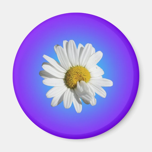 Imán Flor Blanca de Margarita Floral Gradiente Azul Púr (Frente)
